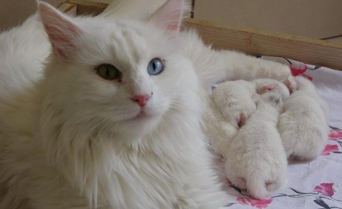 Van kedileri bu yıl geç doğum yaptı! 10 kedi, 25 yavru doğurdu
