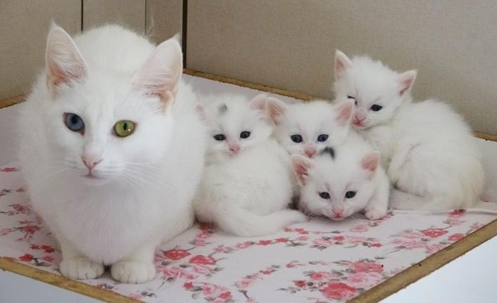 72 yavru Van kedisi dünyaya geldi