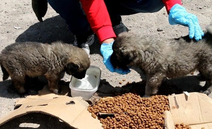 Erciş'te sokak hayvanları unutulmadı