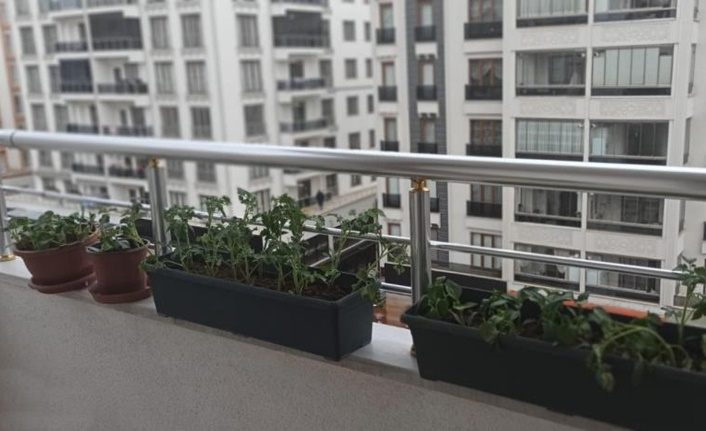 İpekyolu'nda balkonlar bahçeye çevriliyor