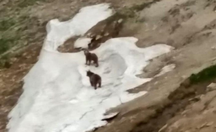 Van'da ayılar kar üzerinde oynadı