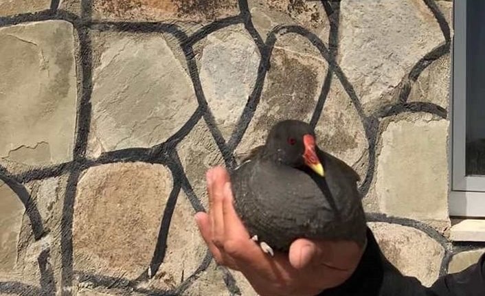 Van'da yaralı kuşlar tedavi altına alındı