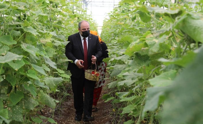 Bakan Varank, Gaziantep’te sebze hasadı gerçekleştirdi
