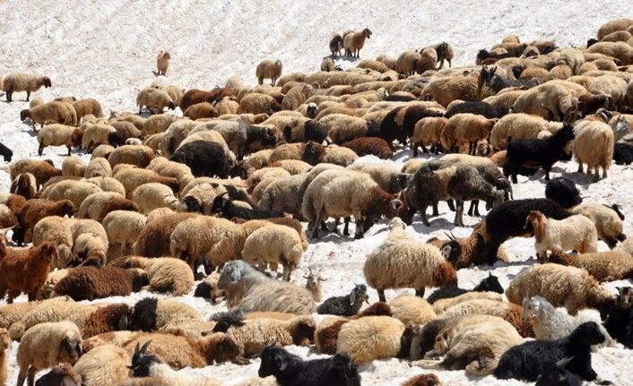 Hakkari'de koyunlar sıcak havada karlı yamaçlarda serinliyor