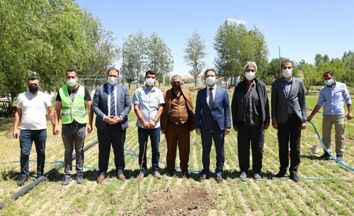 İpekyolu'nda çiftçilere fernor cinsi ceviz fidanı dağıtımı gerçekleştirildi