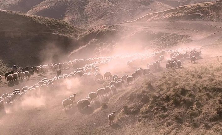 Nemrut Dağı eteklerinde sürülerin tozlu yolculuğu devam ediyor