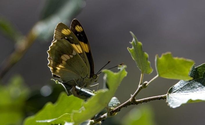 Van 220 kelebek türüne yaşam alanı sunuyor