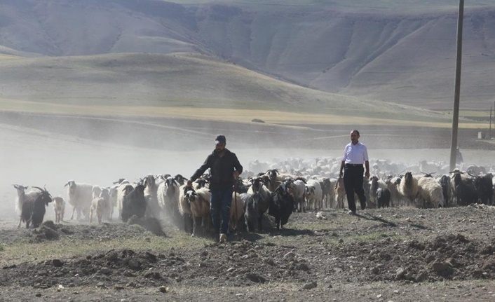 Van'da 30 koyunla başladığı işi 300 koyunla devam ettiriyor