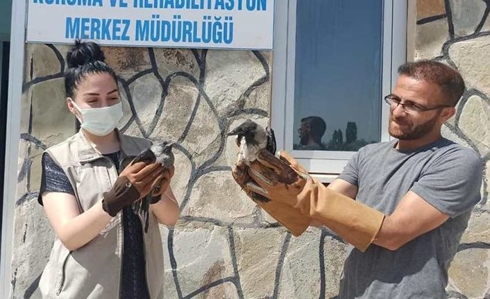 Van'da yaralı 5 kuş tedavi altına alındı