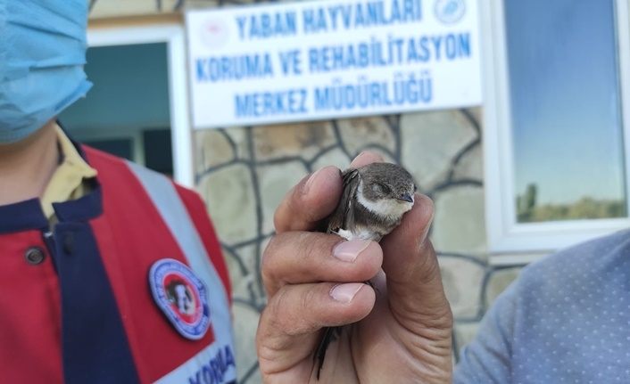 Van'da yaralı bulunan martı ve ebabil kuşu tedavi altına alındı