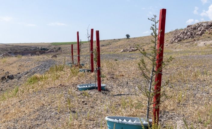 Kayseri Büyükşehir’den susuz bitki projesi