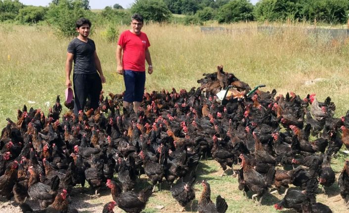Yüzde 50 hibeli tavuk desteği Kocaelili çiftçilerin yüzlerini güldürüyor
