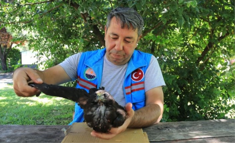 Ankara’da yaralı şahin Gölbaşı Belediyesi’ne emanet