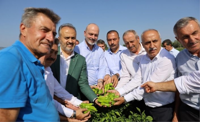 Bursa Büyükşehir destekliyor, çiftçi kazanıyor