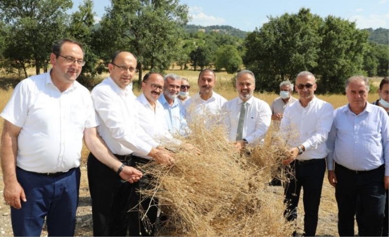 Bursa’da siyez buğdayı hasadı