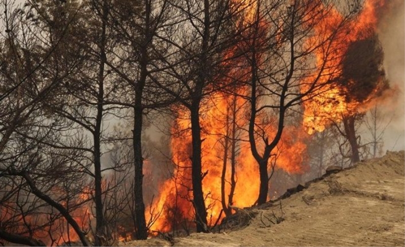 Ciğerlerimiz 8 gündür yanıyor! Orman yangınlarında son durum
