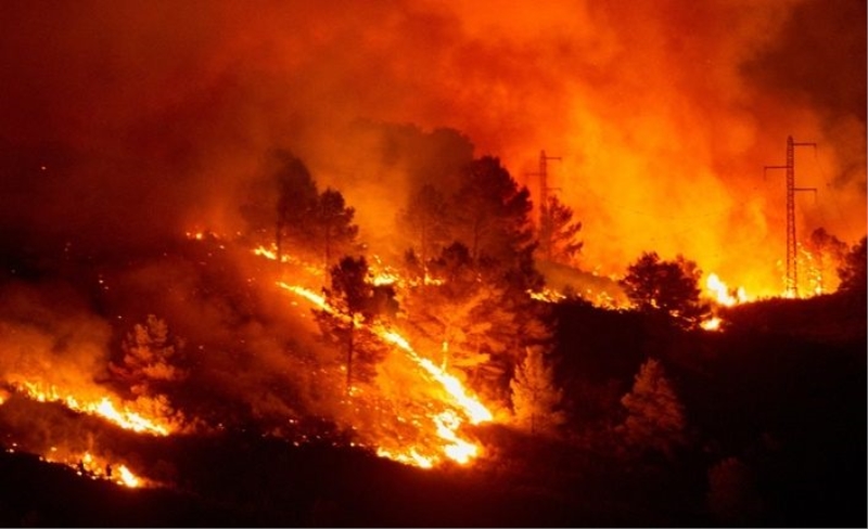 Dünya yangınla mücadele ediyor! Milyonlarca hektar ormanlık alan yandı