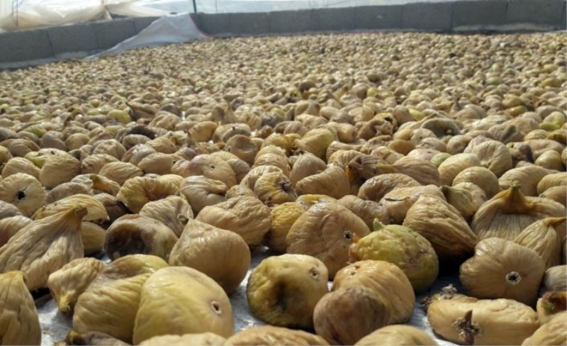 Egeli ihracatçıların kuru incir seferberliği
