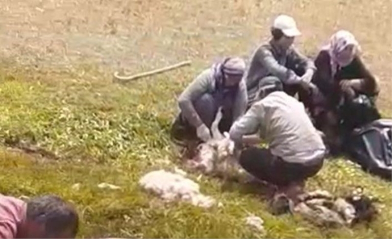 Hakkari'de kurtların sürüye saldırması sonucu 70 koyun telef oldu