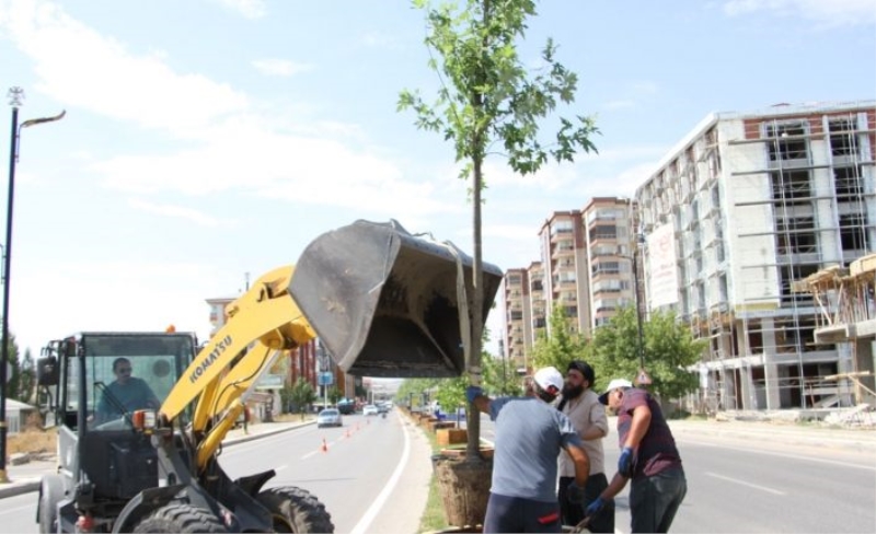 Sivas’ta Bağdat Caddesi’nde ağaçlandırma