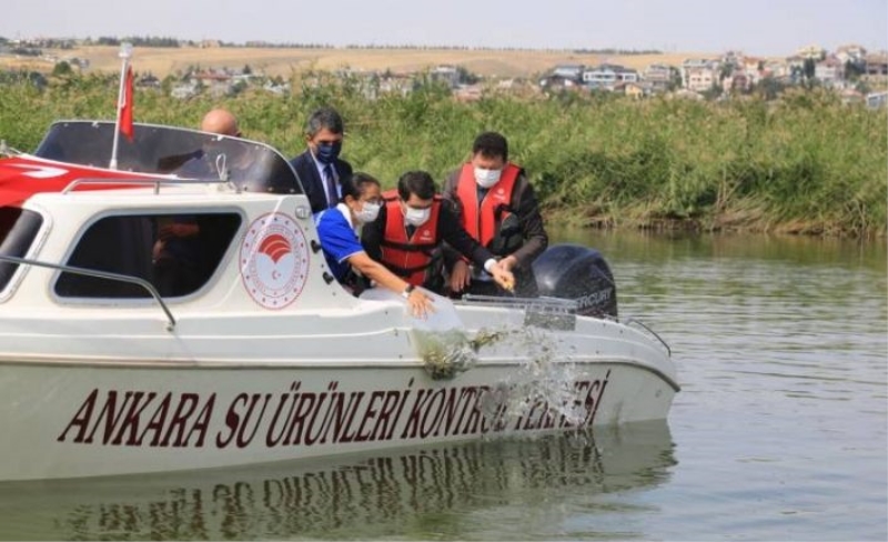 Ankara'da 100 bin sazan Mogan Gölü'ne bırakıldı