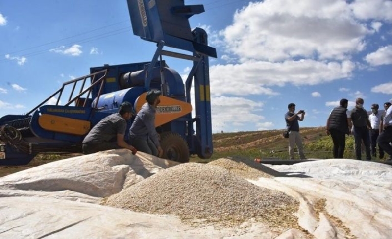 Bitlis'te fasulye hasadı başladı! 40 bin ton rekolte olması bekleniyor