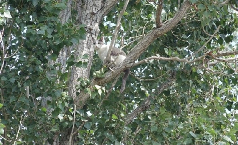 Ekipler seferber oldu! Van'da ağaçta mahsur kalan kedi kurtarıldı