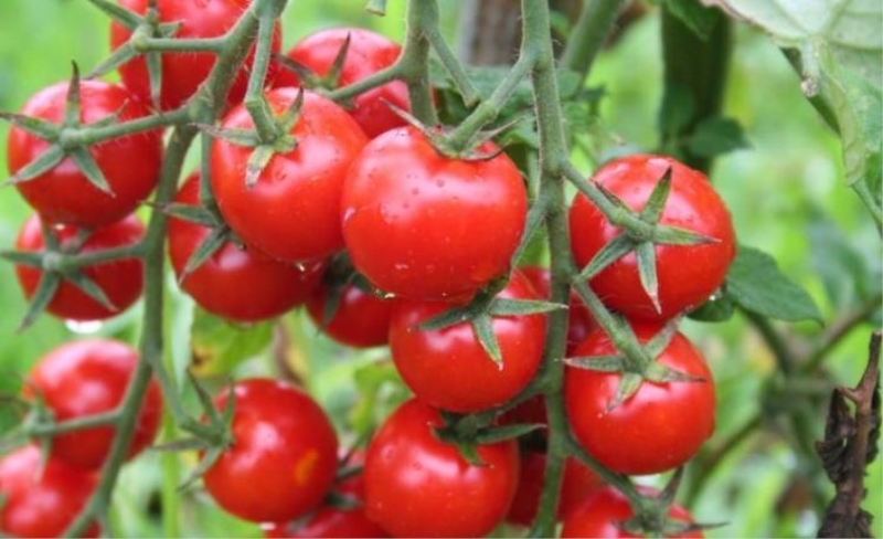 Rusya, Türk domatesi ve biberine güveniyor