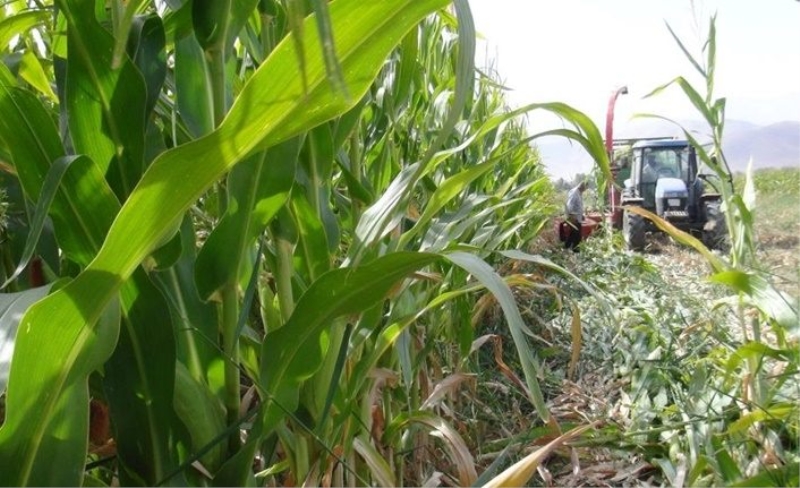 Van'da mısır hasadı başladı! 855 dekar alanda ekim yapıldı