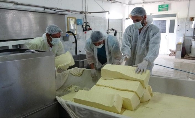 Peynir üretimiyle Muş'a 30 milyon lira katkı sağlıyorlar