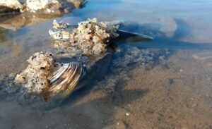 İnci kefali sadece Van Gölü’nde yaşıyor… Üreme dönemine giren inci