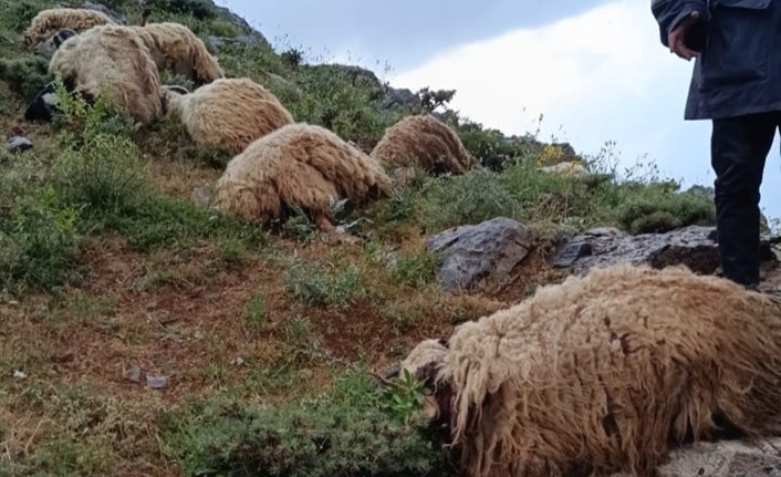 Olay, Bahçesaray ilçesine bağlı Arvas Mahallesi kırsalında meydana geldi. Teymur