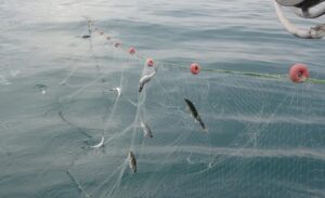 Van Gölü’nün endemik türü olan inci kefalini koruma çalışmaları kapsamında,