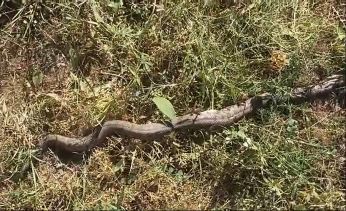 Çatak ilçesine bağlı Akçabük Mahallesi’nde tarlada çalışan vatandaşlar, Türkiye’nin en