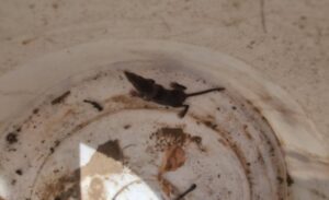 Şimdiye kadar yaşamış en küçük memeli olarak bilinen Batodonoides Vanhouteni,