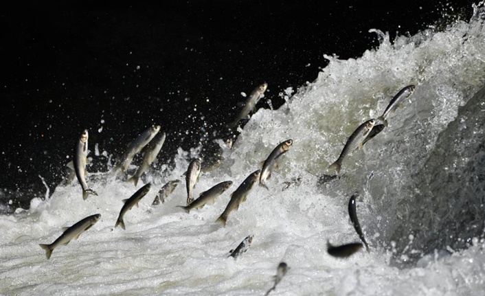 Dünyada sadece Van Gölü’nde yaşayan inci kefalinin üreme dönemi olan