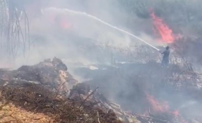 Antalya’nın Muratpaşa ilçesi Doğuyaka Mahallesi 1220 Sokak üzerinde bulunan otluk