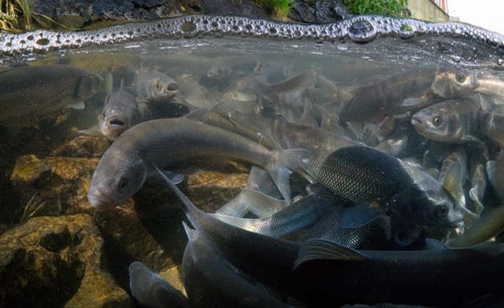 Van Gölü’nde bulunan tek endemik tür olan inci kefali balığının