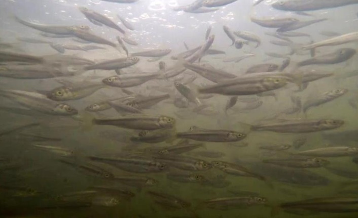 Dünyada sadece Van Gölü’nde yaşayan ve her yıl 15 Nisan-15