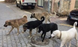 Türkiye, başıboş sokak köpekleri sorununu aşamadı. Yıllardır çete halinde gezen başıboş vahşi