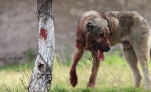 Türkiye’de son yıllarda artan başıboş sokak köpekleri sorunu, halk sağlığı
