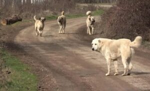 AK Partili vekillerin imzasını taşıyan sahipsiz sokak hayvanlarına yönelik Hayvanları