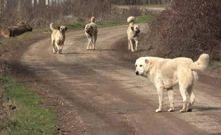 Sokaklar köpeklerden temizleniyor! Kanun teklifi komisyondan geçti AK Partili vekillerin imzasını taşıyan sahipsiz sokak hayvanlarına yönelik Hayvanları