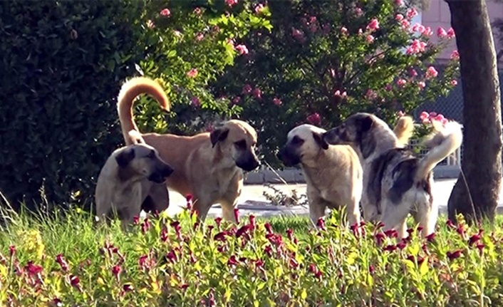 Muş’ta sokak köpekleri saldırısı: 2 kardeş yaralandı Muş merkeze bağlı, 3 kilometre uzaklıktaki Soğucak köyünde evinin yakınlarında