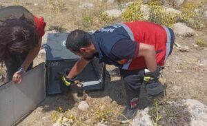 Olay, Edremit ilçesinin Yeşilvadi bölgesinde meydana geldi. Daha önce defineciler