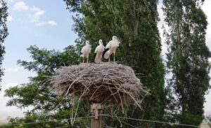 Afrika’dan haftalar süren göçle gelerek mayıs ayından itibaren Güneydoğu ve
