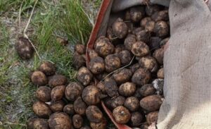 Van’ın Muradiye ilçesindeki Ünseli Jandarma Karakolu ekipleri, Kırklar Mezarlığı mevkiinde