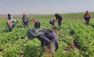Adilcevaz’ın verimli toprakları, birçok tarım ürününün yetişmesine imkan tanıyor ve