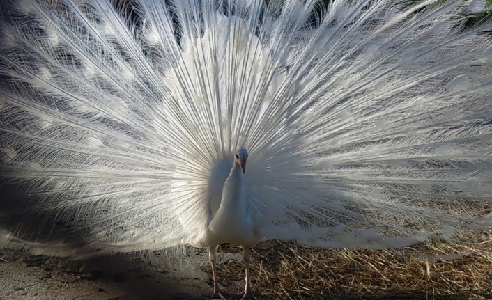 Hakkari’de 26 Nisan 2024 tarihinde durdurulan bir kamyonetin kasasında bulunan