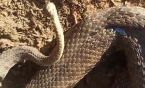 Çatak ilçesine bağlı Akçabük Mahallesi’nde tarlada çalışan vatandaşlar, Türkiye’nin en